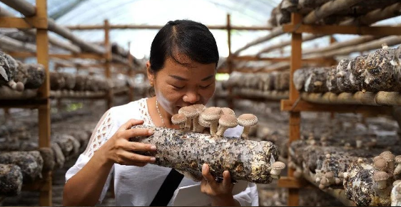 貴州：9萬多棒香菇獲豐收 農民喜摘“幸福菇”