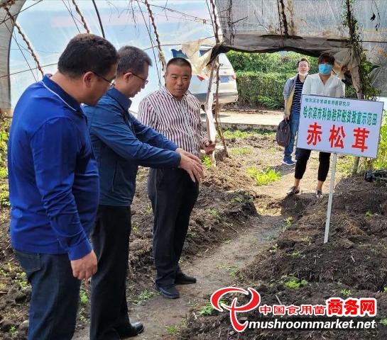 哈爾濱科協：生產珍品食用菌 就地消化秸稈