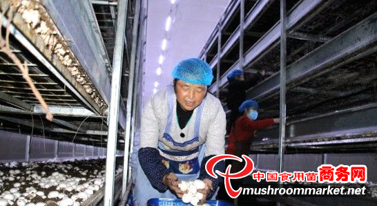 贵州印江县同发生态产业园首批双孢菇迎来采摘季