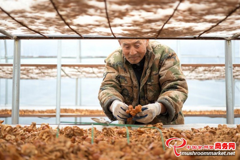 黑龍江明水縣：食用菌產業助農脫貧增收