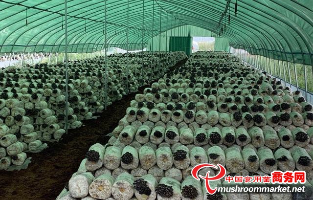 山西昔阳县：立足本地优势 将食用菌产业建设成主导产业