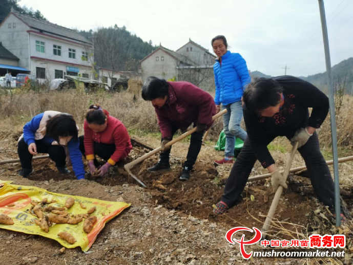 陜西洛南縣：流轉土地300余畝 建成規模化、標準化天麻種植基地