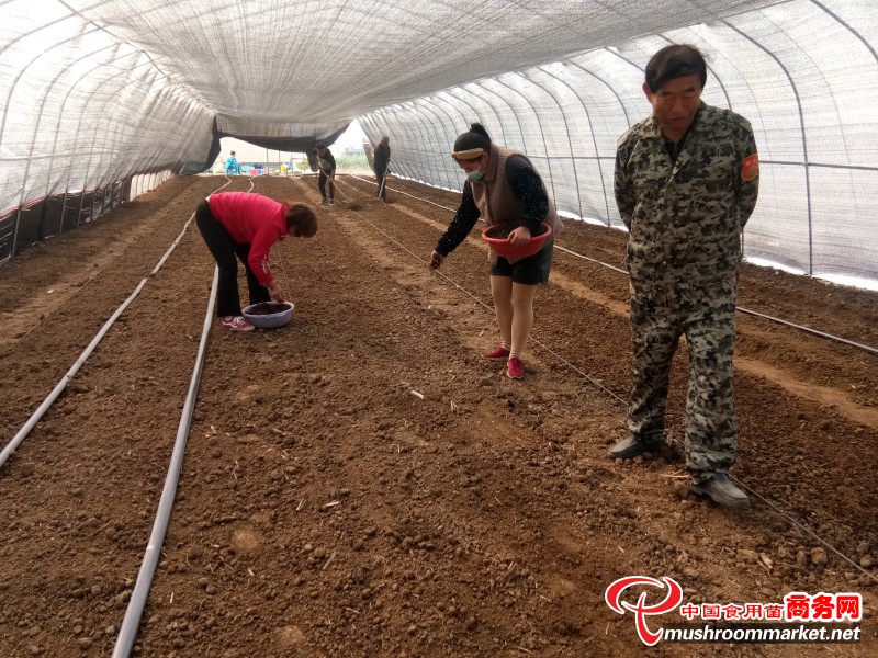 河南葉縣：栽培羊肚菌、赤松茸 產量高、效益好