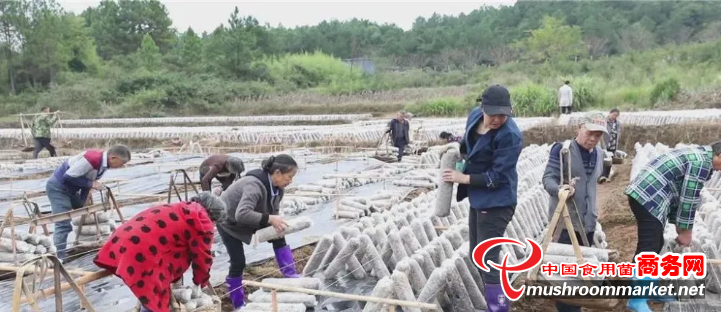 湖南省永州市道縣200萬食用菌棒超強陣勢助力脫貧攻堅