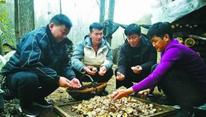 河南鲁山县：香菇越种越多 腰包越来越鼓