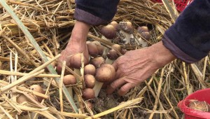 重庆忠县：30亩大球盖菇丰产 生态种植富了民
