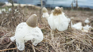 江西资溪县：建立竹荪产业种植基地 扩大种植规模