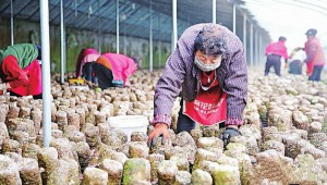 河北省涿鹿县食用菌销售市场已拓展至内蒙、张家口及周边县区