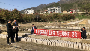 湖北省十堰市食用菌团队赴房县考察黑木耳及羊肚菌种植情况