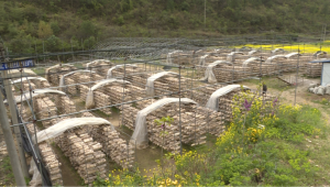 湖北省十堰市郧阳区高效发展香菇产业 持续助推群众增收