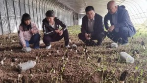 甘肃省兰州市七里河区：羊肚菌繁育成功 未来发展前景广阔