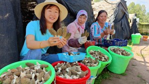 青海省海東市平安區(qū)：種植特色食用菌 助農(nóng)增收