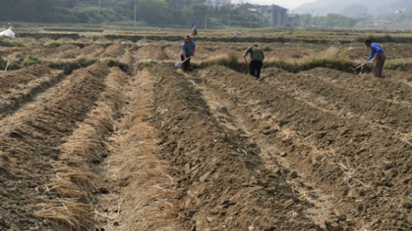 湖南省溆浦縣：閑田種植赤松茸 扎下群眾致富根