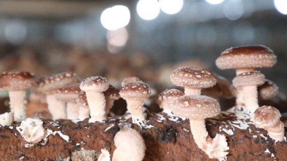 江西省共青城市：菌菇朵朵开 村民幸福来