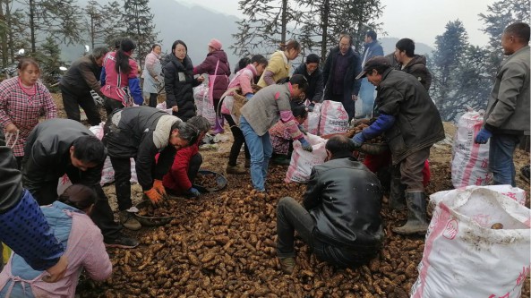 云南省彝良县钟鸣镇：千亩天麻喜获丰收 一派繁忙丰收景象