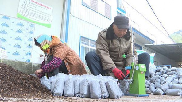 四川省青川縣：冬種羊肚菌 群眾致富勢頭旺