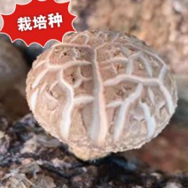 香菇菌种（栽培种）