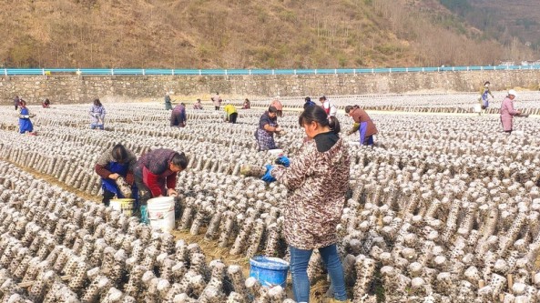 貴州省印江縣：黑木耳喜獲豐收 群眾節前增收忙