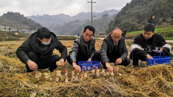 貴州：思南縣大球蓋菇喜獲豐收