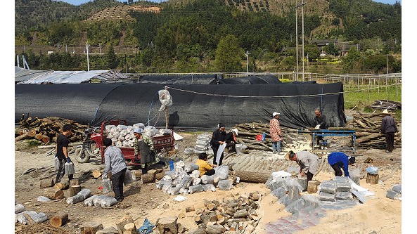 湖南省通道县：种植灵芝 让村民能够实现在“家门口”增收