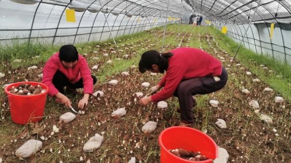 河南汝州：羊肚菌种植激发乡村致富活力