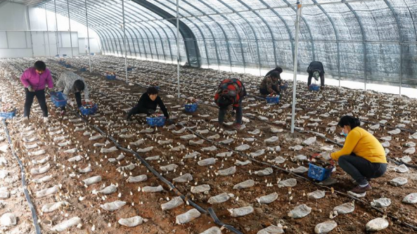 河南寶豐：發展食用菌產業 助力鄉村振興