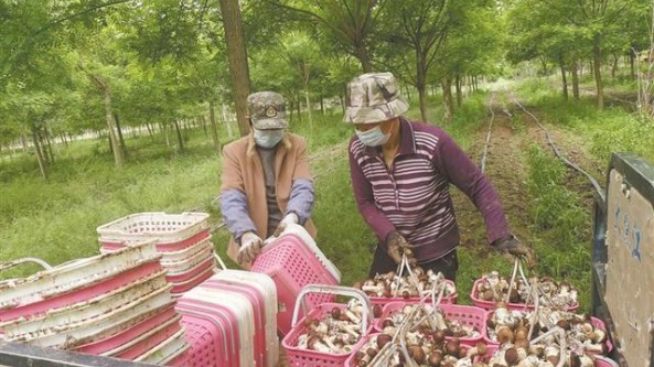 河北博野县基地食用菌新秀“钱景”好 100多亩赤松茸长势喜人