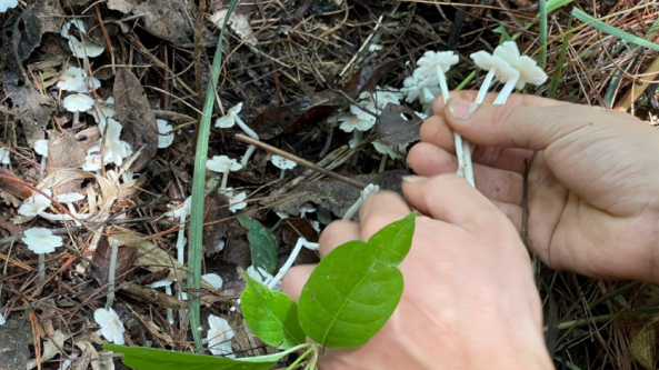 云南男子上山寻菌收获颇丰 遍地鸡枞花尽收箩中