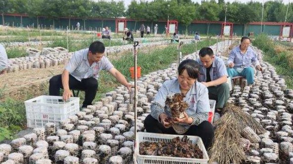 山東濱州沾化區：引進黑木耳種植項目 助農增收