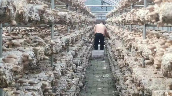 河南卢氏县：在打造品牌与精深加工上求突破 拉动香菇产业发展