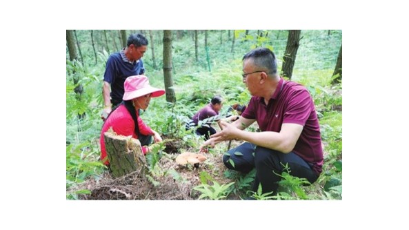 贵州长顺：种植灵芝产业兴 林下变成“聚宝盆”