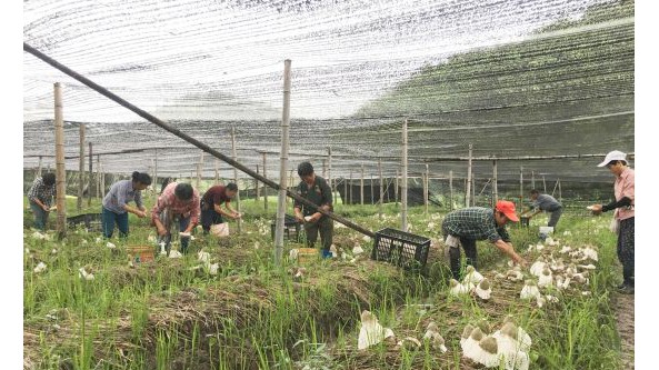 安徽省休宁县：竹荪进入收获季 助力村民增收致富