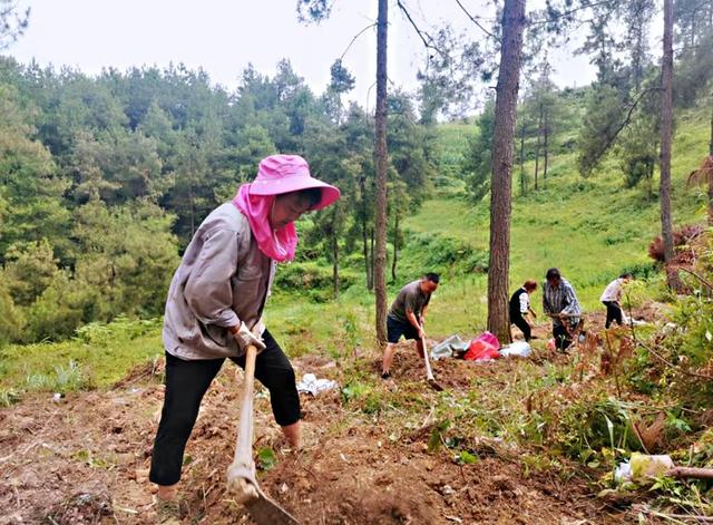 贵州省德江县沙溪乡:2000余亩林下松茯苓种植忙 带动当地群众增收