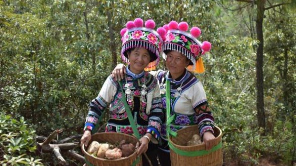 云南省南華縣：“黨建＋”解鎖野生菌產業振興“密碼”