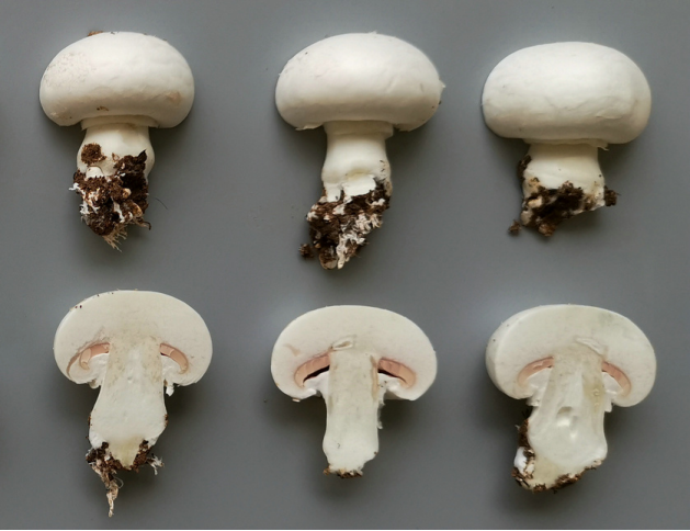 双孢菇子实体形态图图片