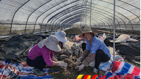 安徽：懷寧縣羊肚菌種植基地生產忙