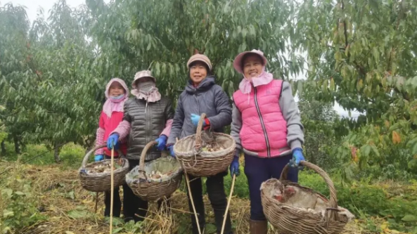 北京平谷區： 林下種植大球蓋菇 拓寬群眾致富路