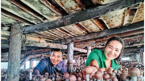 云南：永平縣夫妻倆種植大球蓋菇 帶領村民發家致富