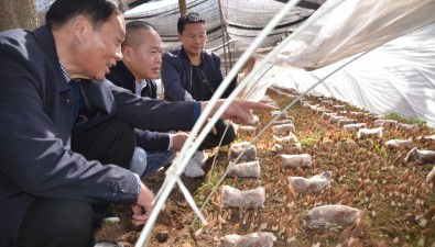 湖北:随州市珍稀菇食用菌学会会长刘毓一行到随县考察羊肚菌产业