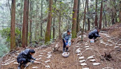 貴州：納雍縣30畝仿野生羊肚菌喜獲豐收