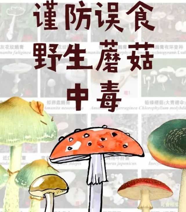 潜江市疾控中心发出预警:野生蘑菇有毒品种多,且毒性成分复杂,食用后