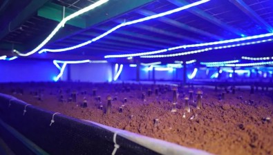广西横州：智能化菇房育出珍稀食药用菌