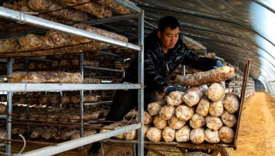 甘肃庆城县：加强菌业人才培育