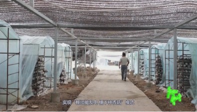 双湾村食用菌基地：棚顶发电、棚下种菇，年产菌棒200万袋