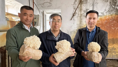 黑龙江哈尔滨：珊瑚状猴头菇开发前景及推广潜力较大