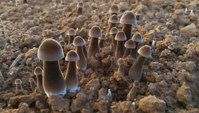 效峰生物：“菇婆婆”的“蘑”力致富秘诀