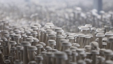 神农珍稀菇业：创新技术，打造365天不间断生产“菌菇工厂”
