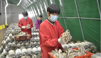 甘肃宁县：食用菌产业焕发新“蘑”力