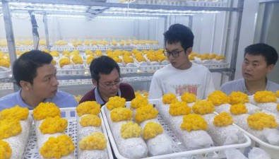 农业农村部专家组调研贵州毕节食用菌种业工作