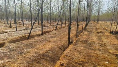 河南民权县：发展林下食用菌经济，助力乡村振兴